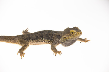 Lizards Bearded agama or Pogona vitticeps isolated at white background in studio. Close up