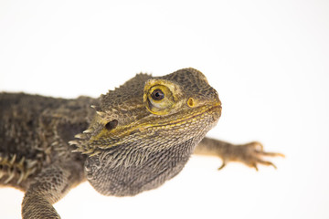 Obraz premium Lizards Bearded agama or Pogona vitticeps isolated at white background in studio. Close up