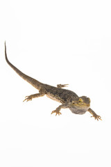 Lizards Bearded agama or Pogona vitticeps isolated at white background in studio. Close up