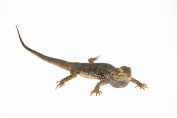 Lizards Bearded agama or Pogona vitticeps isolated at white background in studio. Close up