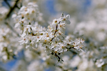 Closeup of a cherry-plum blossoming in spring