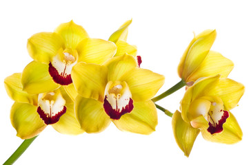 Beautiful bouquet of yellow orchid flowers. Bunch of luxury tropical yellow-pink orchids - phalaenopsis - isolated on white background. Studio shot