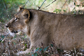 Naklejka premium Lioness in jungle looking for prey