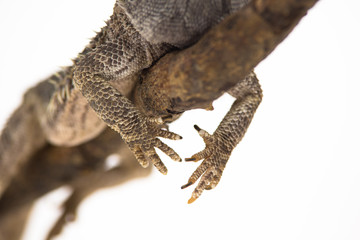Lizards Bearded agama or Pogona vitticeps on wooden snag at white background in studio. Close up