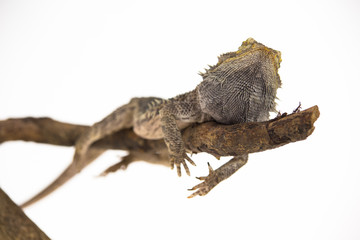 Lizards Bearded agama or Pogona vitticeps on wooden snag at white background in studio. Close up