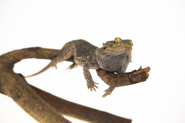 Lizards Bearded agama or Pogona vitticeps on wooden snag at white background in studio. Close up