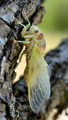 Macro of young cicada (Lyristes plebeja) coming out of his exuviae, on branch seen from profile