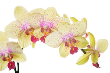 Naklejka premium Beautiful bouquet of yellow orchid flowers. Bunch of luxury tropical yellow orchids - phalaenopsis - with pink dots isolated on white background. Studio shot
