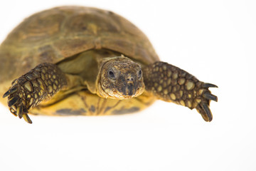 Naklejka premium Turtle isolated on a white background at studio. Close up