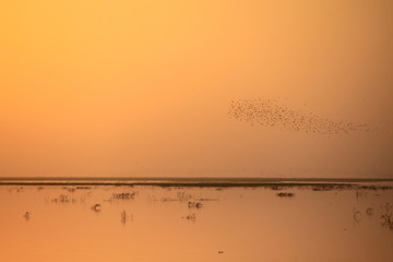 Malowniczy zachód słońca na spokojnej rzece Niger w afryce z szuwarami i przelatującymi ptakami