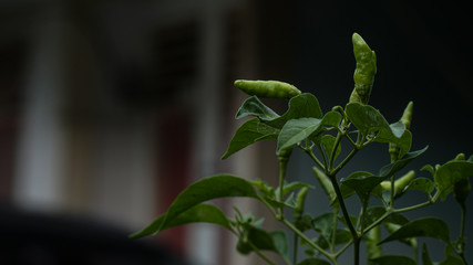 fresh chili, natural botany