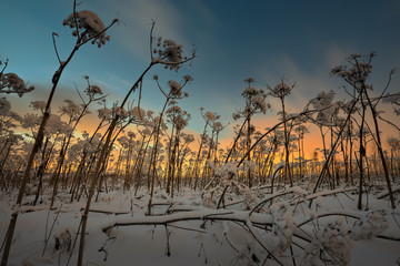 Dead heracleum on snowy field