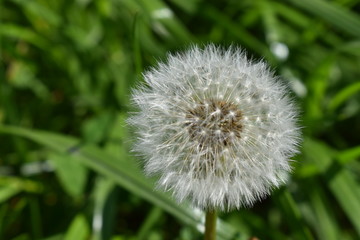 Löwenzahn auf einer Wiese
