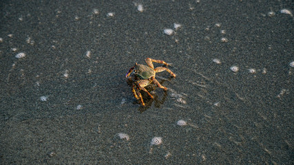 crab on the beach