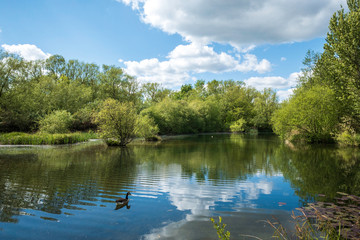 lake in the park