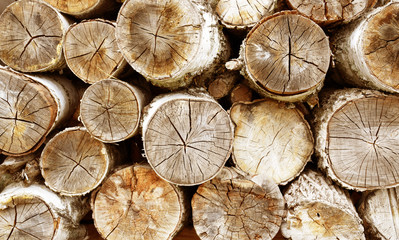 Fototapeta premium cut wood, brown retro country background of round logs, sawn birch trees