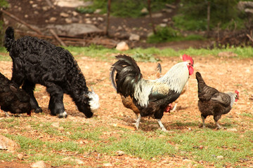 Free range chickens and roosters. Goat.