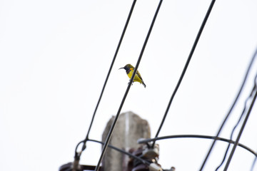 Small sunbird on electric wire.
