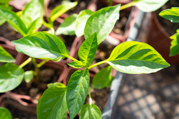 seedlings of pepper for a country house.