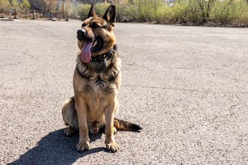 German shepherd lies on the pavement