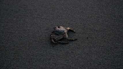 crab on the beach