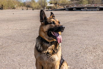 German shepherd lies on the pavement