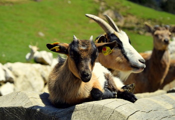 Ziegen - Babyziege - Kitz