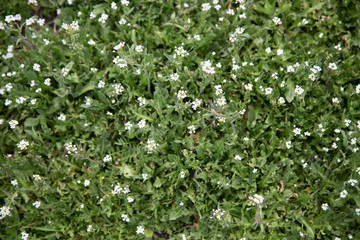 Fototapeta na wymiar green grass with white small flowers, texture and background