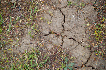 brown earth with cracks from which sprouts of green grass sprouted, texture and background