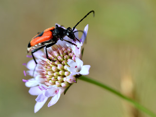 Macro of beetle (Leptura cordigera) feeding on scabiosa flower