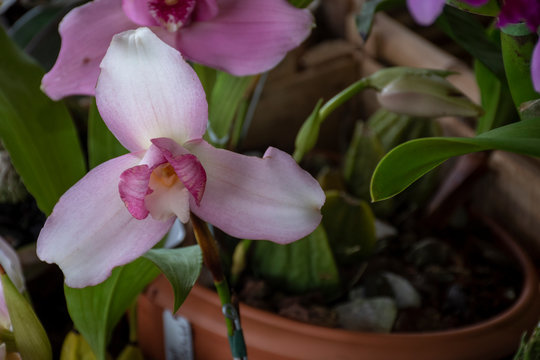 Orchid lycaste skinneri var rosea in natural background