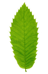Close up leaf isolated on a white background