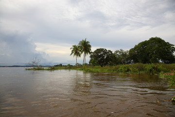 Obraz premium Trees in a flooded area in the Amazon rainforest in Brazil 