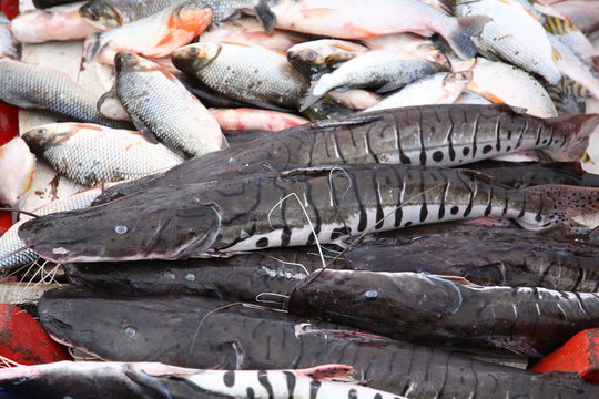 Close up of Amazon fresh Surubim catfish selling on boat in Amazon jungle river, Brazil