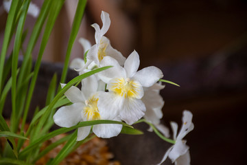 miltoniopsis bismarckii white in natural background