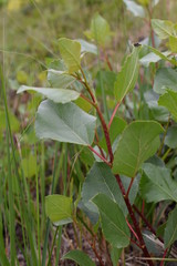 Makroaufnahme einer Pflanze
