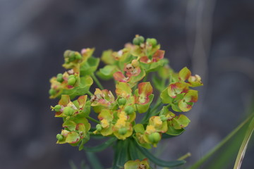 Makroaufnahme einer Pflanze