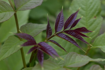 Makroaufnahme einer Pflanze