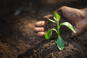 Seedlings that grow from perfect soil have the idea of protecting the hands of soil preparation for...