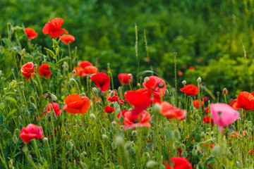 field of red poppies