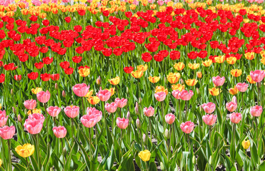 field of tulips