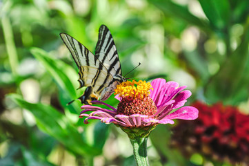 Schmetterling auf einer Blume