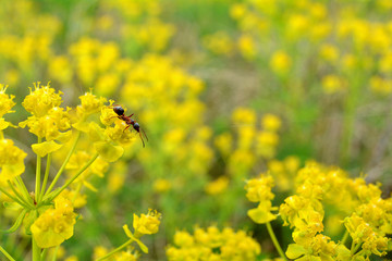 mrówka na żółtej roślinie - obrazy, fototapety, plakaty