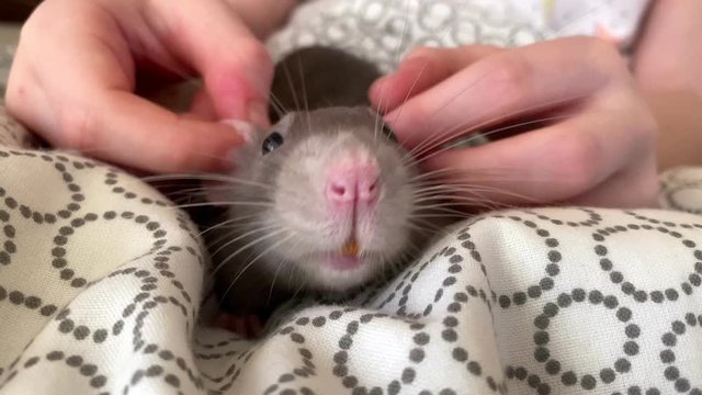 A cute eared domestic gray rat dambo sits on a little girl&rsquo;s blanket