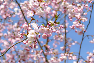 Beautiful pink cherry blossom Sakura flower starting to bloom over the clear blue sky