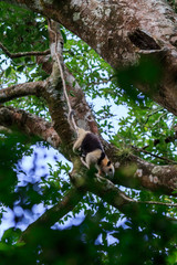 Ameisenbär in der Wildnis