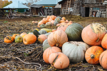 pumpkins on a farm