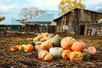 pumpkins on a farm