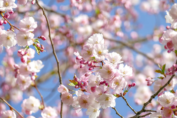 Fototapeta na wymiar Beautiful pink cherry blossom Sakura flower starting to bloom over the clear blue sky