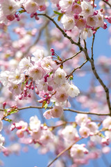 Beautiful pink cherry blossom Sakura flower starting to bloom over the clear blue sky